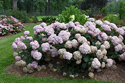 Incrediball Blush Smooth Hydrangea (Hydrangea arborescens 'NCHA4') at Stonegate Gardens