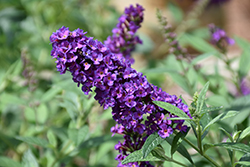 Miss Violet Butterfly Bush (Buddleia 'Miss Violet') at Lakeshore Garden Centres