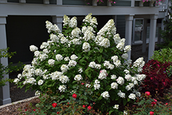 Fire Light Hydrangea (Hydrangea paniculata 'SMHPFL') at A Very Successful Garden Center