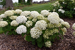 Invincibelle Wee White Hydrangea (Hydrangea arborescens 'NCHA5') at A Very Successful Garden Center