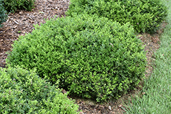 Tide Hill Boxwood (Buxus microphylla 'Tide Hill') at A Very Successful Garden Center