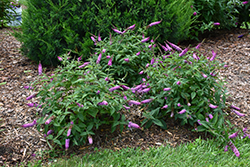 Lo & Behold Pink Micro Chip Butterfly Bush (Buddleia 'Pink Micro Chip') at A Very Successful Garden Center