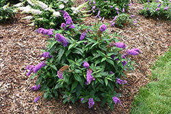 Pugster Periwinkle Butterfly Bush (Buddleia 'SMNBDO') at A Very Successful Garden Center