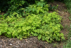 Summer Shandy Hops (Humulus lupulus 'Sumner') at A Very Successful Garden Center