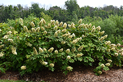 Gatsby Gal Hydrangea (Hydrangea quercifolia 'Brenhill') at A Very Successful Garden Center
