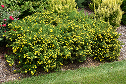 Happy Face Yellow Potentilla (Potentilla fruticosa 'Lundy') at Stonegate Gardens