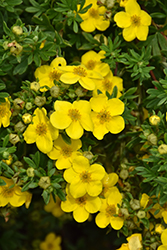 Happy Face Yellow Potentilla (Potentilla fruticosa 'Lundy') at Lakeshore Garden Centres