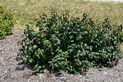 Kodiak Black Diervilla (Diervilla rivularis 'SMNDRSF') at Lakeshore Garden Centres