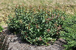 Kodiak Red Diervilla (Diervilla 'G2X885411') at A Very Successful Garden Center