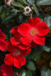 Oso Easy Cherry Pie Rose (Rosa 'Meiboulka') at Lakeshore Garden Centres