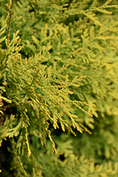Polar Gold Arborvitae (Thuja occidentalis 'SMTOYB') at Lakeshore Garden Centres