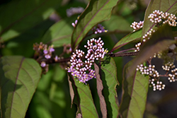 Purple Pearls Beautyberry (Callicarpa 'NCCX1') at A Very Successful Garden Center