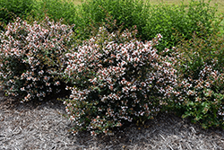 Ruby Anniversary Abelia (Abelia chinensis 'Keiser') at A Very Successful Garden Center
