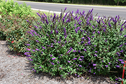 Miss Violet Butterfly Bush (Buddleia 'Miss Violet') at A Very Successful Garden Center