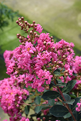 Infinitini Watermelon Crapemyrtle (Lagerstroemia indica 'G2X133181') at Lakeshore Garden Centres