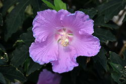 Pollypetite Rose Of Sharon (Hibiscus 'Pollypetite') at Lakeshore Garden Centres