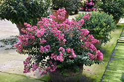 Infinitini Brite Pink Crapemyrtle (Lagerstroemia indica 'G2X133143') at A Very Successful Garden Center