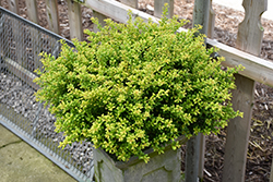 Brass Buckle Japanese Holly (Ilex crenata 'ANNYS1') at Lakeshore Garden Centres