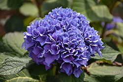 Let's Dance Rhythmic Blue Hydrangea (Hydrangea macrophylla 'SMHMES14') at A Very Successful Garden Center