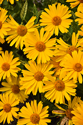 Sunstruck False Sunflower (Heliopsis helianthoides 'Sunstruck') at Stonegate Gardens