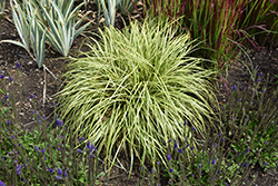 Evergold Variegated Japanese Sedge (Carex oshimensis 'Evergold') at A Very Successful Garden Center