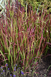 Red Baron Japanese Blood Grass (Imperata cylindrica 'Red Baron') at Lakeshore Garden Centres