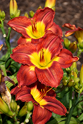 Passion For Red Daylily (Hemerocallis 'Passion For Red') at A Very Successful Garden Center