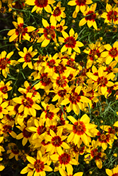 Sizzle And Spice Curry Up Tickseed (Coreopsis verticillata 'Curry Up') at Lakeshore Garden Centres