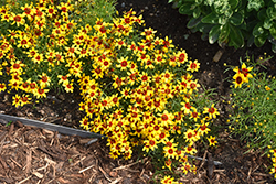 Sizzle And Spice Curry Up Tickseed (Coreopsis verticillata 'Curry Up') at Lakeshore Garden Centres