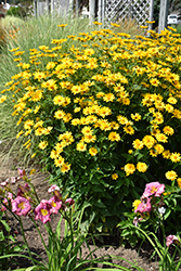 Summer Sun False Sunflower (Heliopsis helianthoides 'Summer Sun') at Stonegate Gardens
