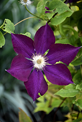 Volcano Clematis (Clematis 'Mazowsze') at Stonegate Gardens