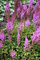 Purple Candles Astilbe (Astilbe chinensis 'Purple Candles') at Stonegate Gardens