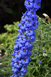 Million Dollar Blue Larkspur (Delphinium 'Million Dollar Blue') at A Very Successful Garden Center