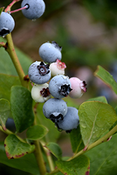 Spartan Blueberry (Vaccinium corymbosum 'Spartan') at A Very Successful Garden Center