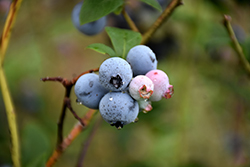 Collins Blueberry (Vaccinium corymbosum 'Collins') at Lakeshore Garden Centres
