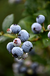 Polaris Blueberry (Vaccinium 'Polaris') at Stonegate Gardens