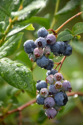 Lateblue Blueberry (Vaccinium corymbosum 'Lateblue') at A Very Successful Garden Center