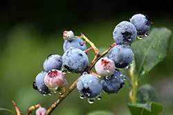 Blueray Blueberry (Vaccinium corymbosum 'Blueray') at Stonegate Gardens