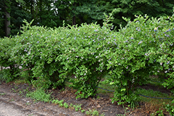Jersey Blueberry (Vaccinium corymbosum 'Jersey') at Lakeshore Garden Centres
