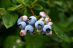 Elliott Blueberry (Vaccinium corymbosum 'Elliott') at A Very Successful Garden Center