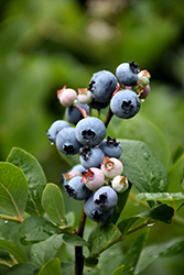 Hardyblue Blueberry (Vaccinium corymbosum 'Hardyblue') at Stonegate Gardens