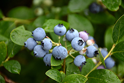 Misty Blueberry (Vaccinium corymbosum 'Misty') at A Very Successful Garden Center