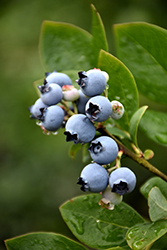 Northblue Blueberry (Vaccinium 'Northblue') at The Mustard Seed