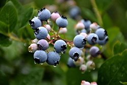 Bluecrop Blueberry (Vaccinium corymbosum 'Bluecrop') at A Very Successful Garden Center