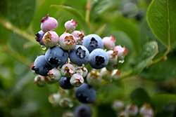 Top Hat Blueberry (Vaccinium corymbosum 'Top Hat') at A Very Successful Garden Center