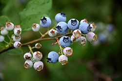 Highbush Blueberry (Vaccinium corymbosum) at A Very Successful Garden Center