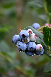 Chippewa Blueberry (Vaccinium 'Chippewa') at Stonegate Gardens