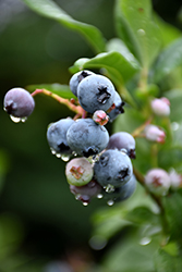 Bonus Blueberry (Vaccinium corymbosum 'Bonus') at A Very Successful Garden Center