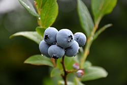 Northsky Blueberry (Vaccinium 'Northsky') at A Very Successful Garden Center