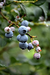 Liberty Blueberry (Vaccinium corymbosum 'Liberty') at A Very Successful Garden Center